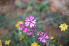 Silene colorata