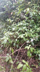 Strobilanthes hookeri