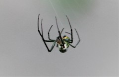 Leucauge venusta