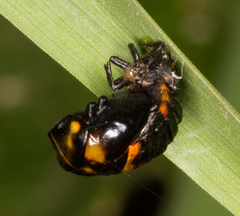 Coccinella septempunctata