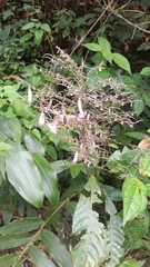 Strobilanthes habracanthoides