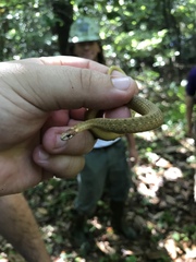 Storeria occipitomaculata obscura
