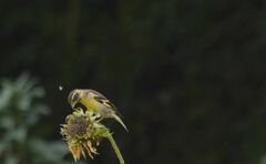 Yellow-Breasted Greenfinch photo 5