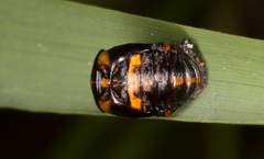 Coccinella septempunctata