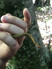 Storeria occipitomaculata obscura