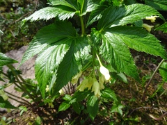 Cardamine enneaphyllos