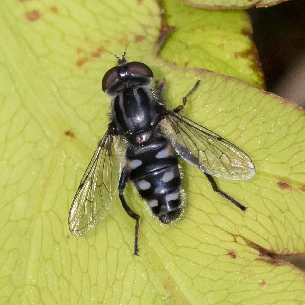 Black Bog Fly
