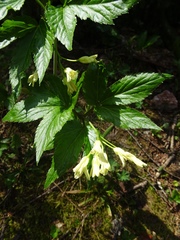 Cardamine enneaphyllos