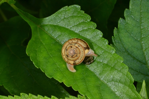 Euplecta hyphasma