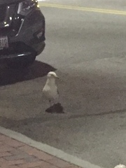 Larus delawarensis