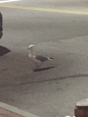 Larus delawarensis