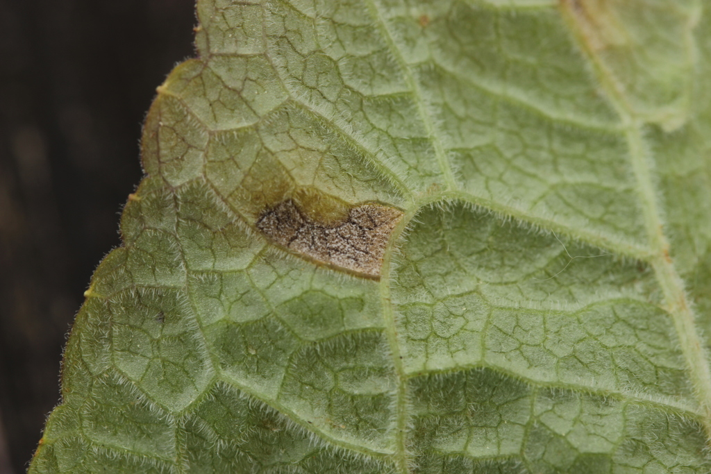 Ramularia variabilis