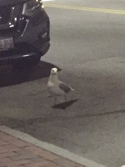 Larus delawarensis