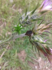 Hyalomma