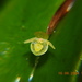 Pleurothallis correllii - Photo (c) samuelfairhurst, some rights reserved (CC BY-NC), uploaded by samuelfairhurst