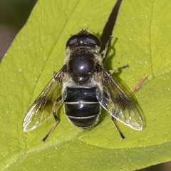 Eristalis obscura
