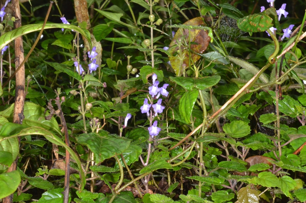 Scutellaria violacea (Scutellaria violacea)