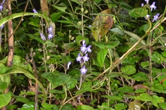 Scutellaria violacea