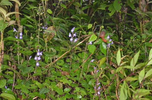 Scutellaria violacea, photograph 6