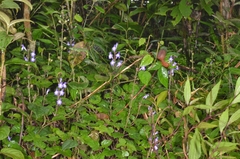 Scutellaria violacea