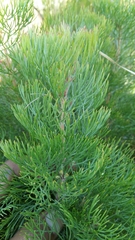 Serruria cyanoides