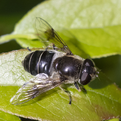 Eristalis obscura