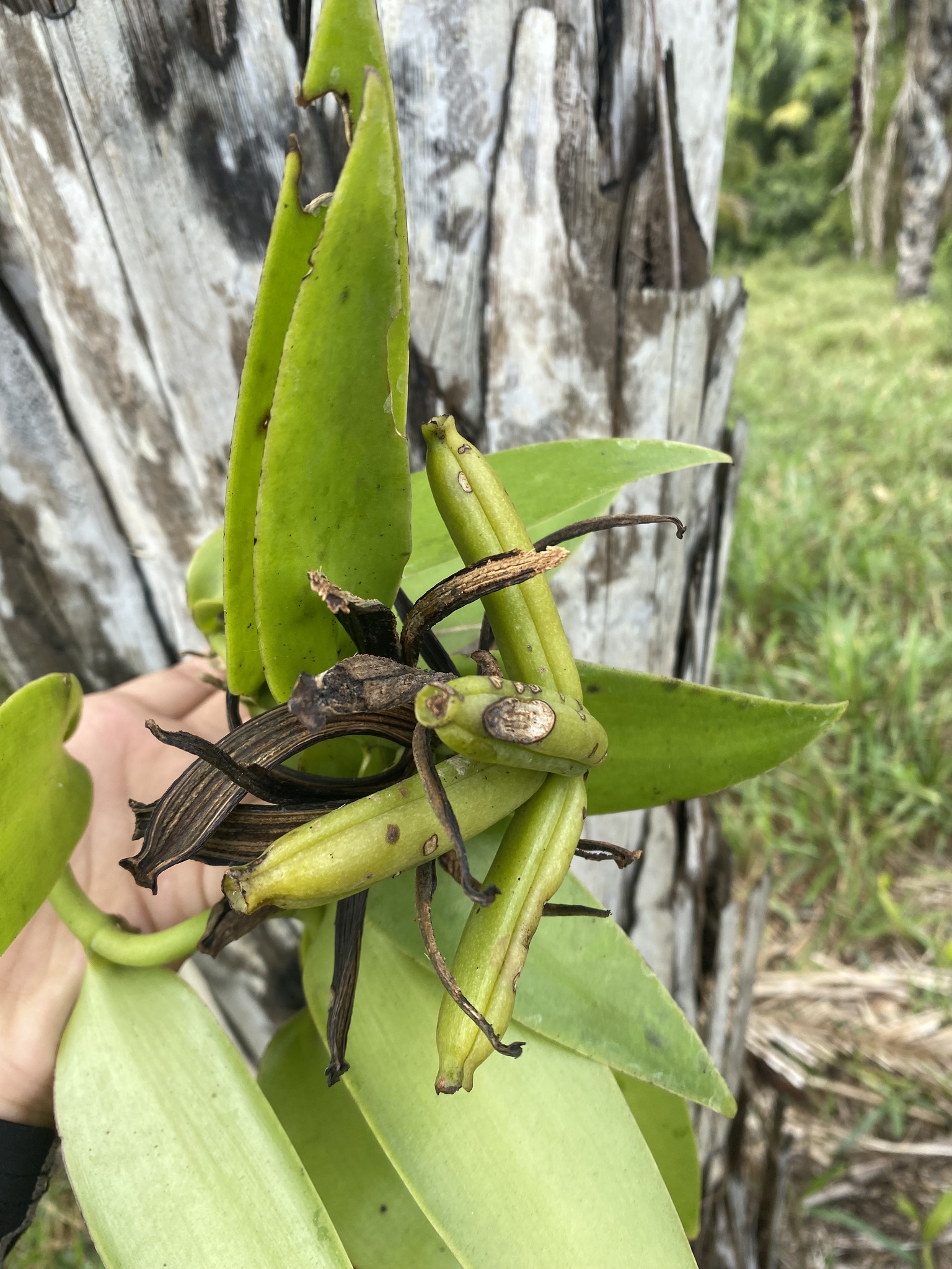 Vanilla palmarum