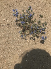 Eriastrum densifolium