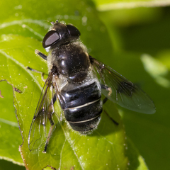 Eristalis obscura