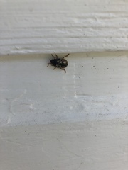 Calligrapha confluens