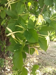Chomelia longituba