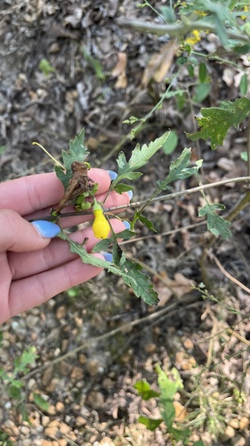 Image of Aureolaria grandiflora by (c) diana schwartz, some rights reserved (CC BY)