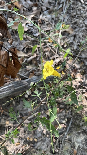 Image of Aureolaria grandiflora by (c) diana schwartz, some rights reserved (CC BY)