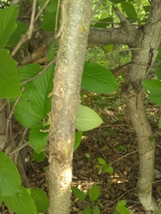 Chomelia longituba