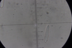 Ramularia variabilis