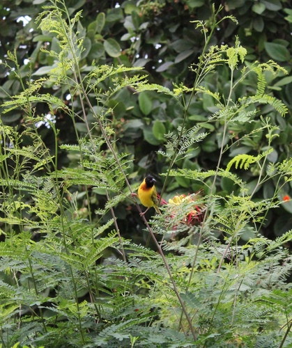 Black-headed Weaver, Route de l'Hydrobase, Saint Louis, Región de Saint-Louis, SN, photo 8 of 10