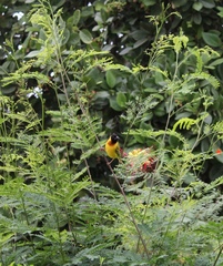 Ploceus melanocephalus