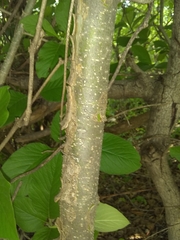 Chomelia longituba