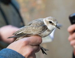 Charadrius alexandrinus