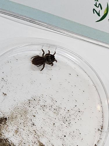 Atypus magnus
