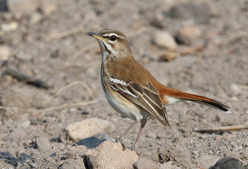 White-Browed Scrub Robin