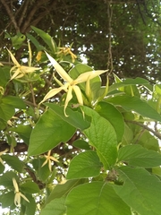 Chomelia longituba
