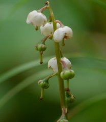 Pyrola media