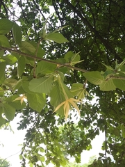 Chomelia longituba