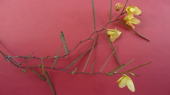 Chamaecrista flexuosa
