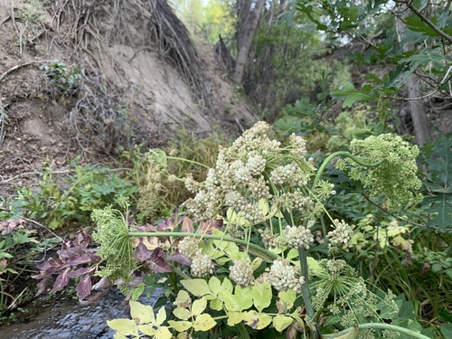 Image of Angelica wheeleri by (c) Zach Earl, some rights reserved (CC BY)