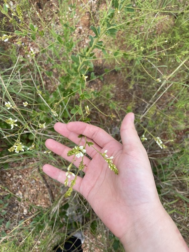 Image of Woolly Lespedeza (Lespedeza tomentosa) by (c) Jane Charlen, some rights reserved (CC BY)