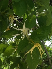 Chomelia longituba