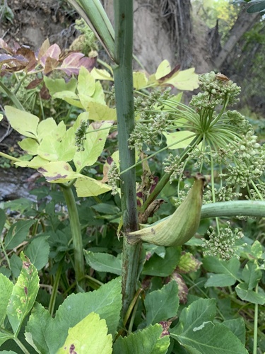 Image of Angelica wheeleri by (c) Zach Earl, some rights reserved (CC BY)