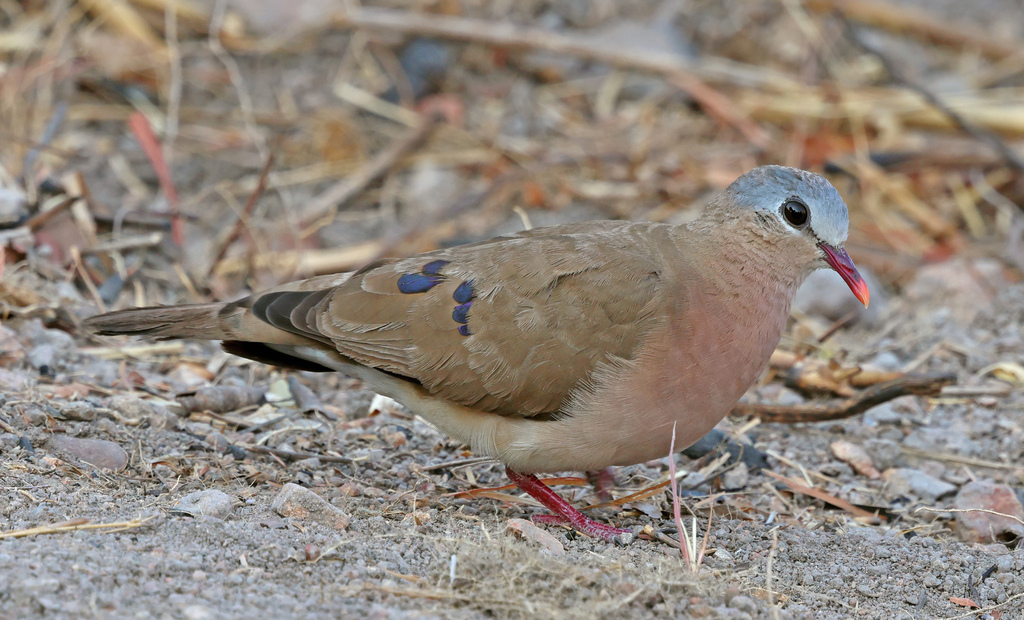 Blue-spotted Wood-Dove photo